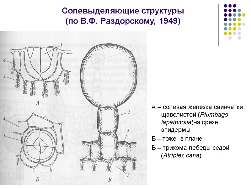 Солевыделяющие структуры  (по В.Ф. Раздорскому, 1949) А – солевая железка свинчатки щавелистой (Plumbago